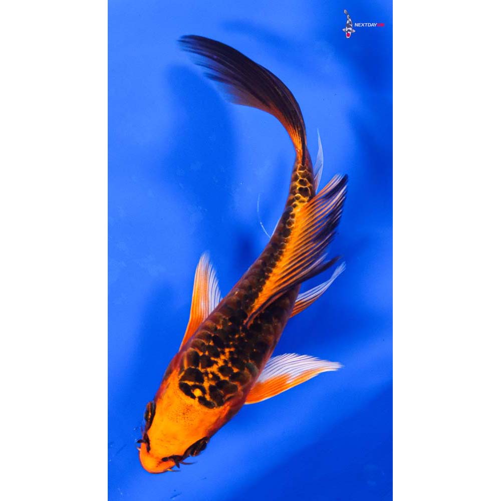 6” Imported Armor Scaled Orenji Matsuba Butterfly Koi