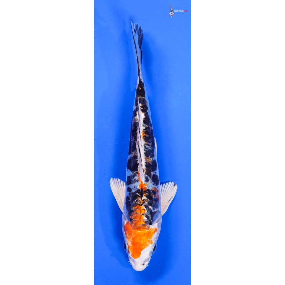 6” Imported Heisei Nishiki