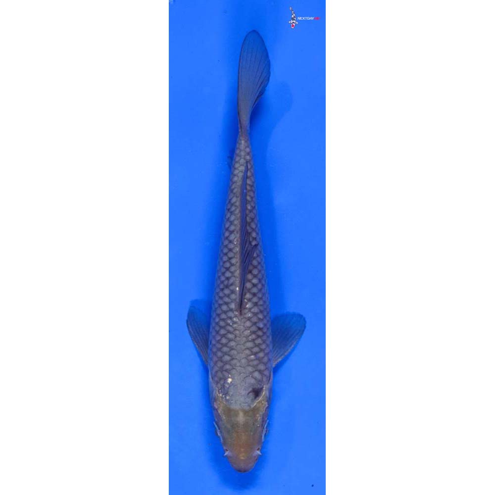 6” Imported Soragoi