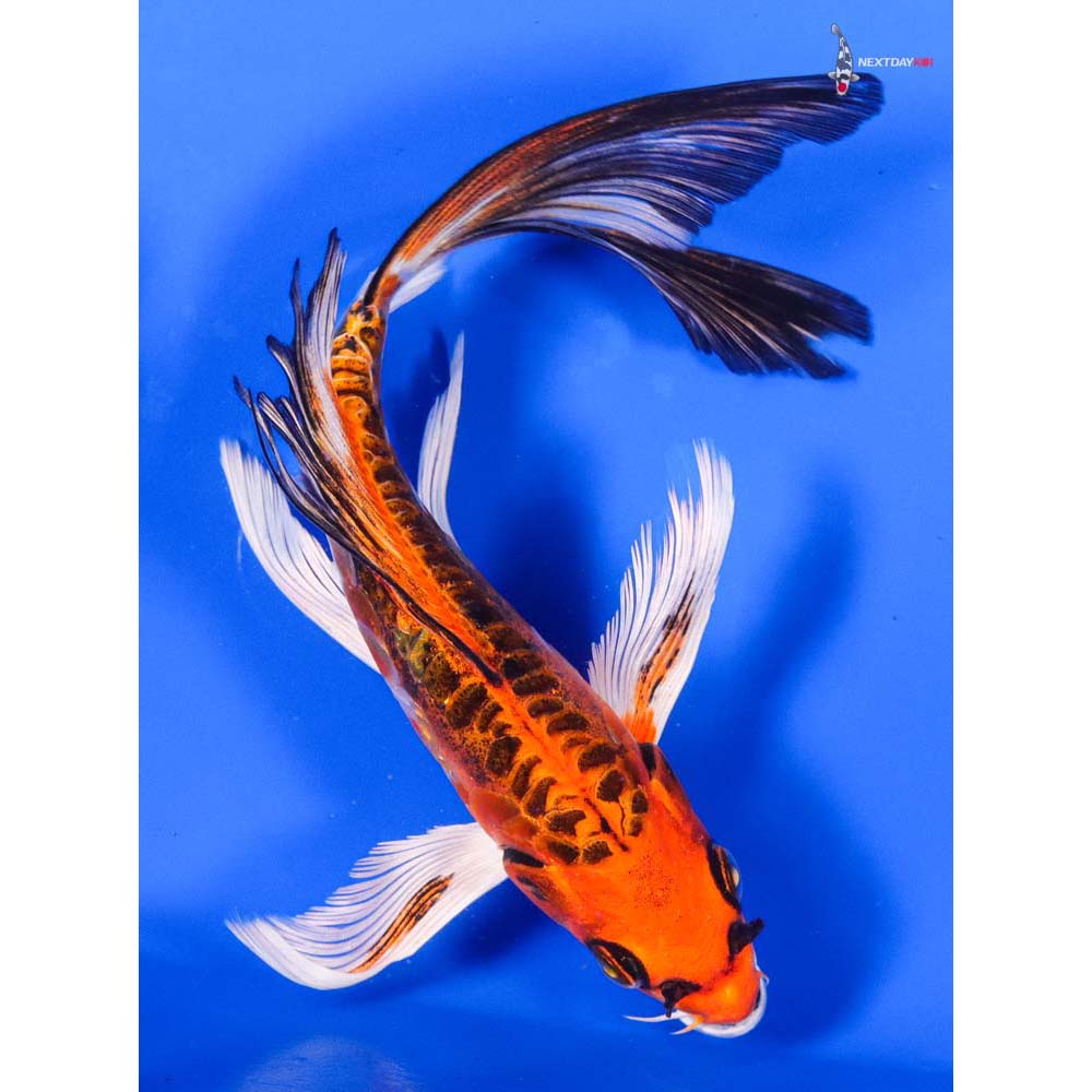 6.5” Imported Doitsu Kujaku Butterfly Koi