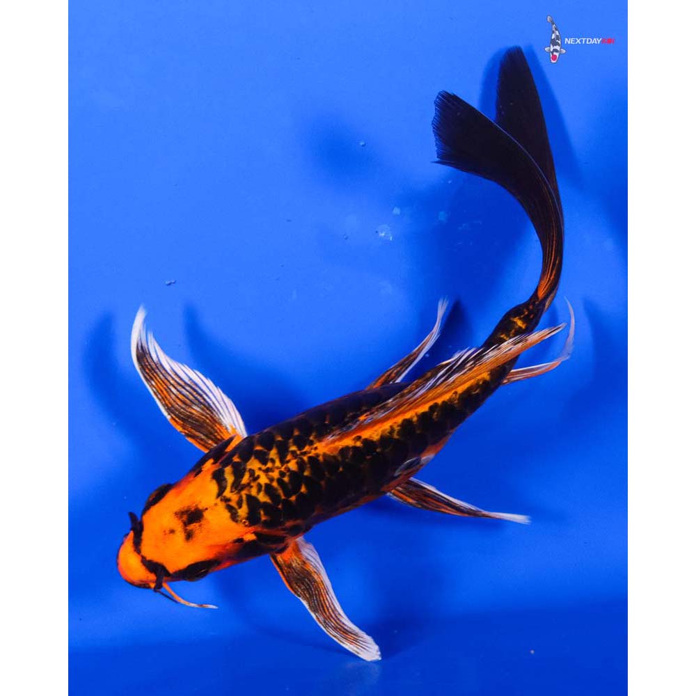 6.5” Imported Armor Scaled Orenji Matsuba Butterfly Koi