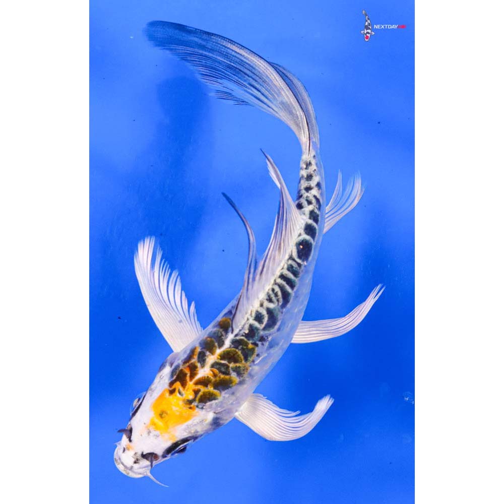 6.5” Imported Doitsu Kujaku Butterfly Koi
