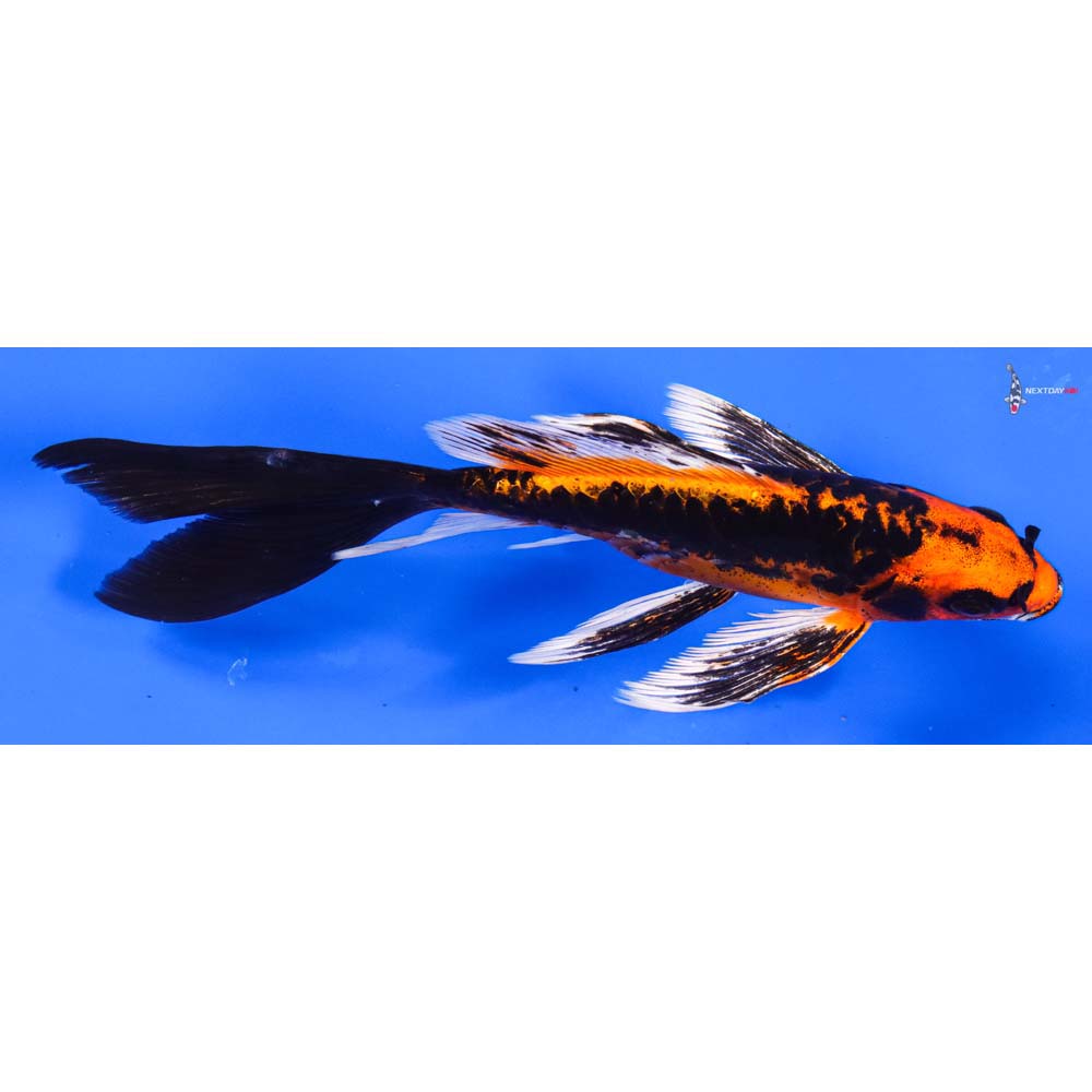 7” Imported Kin Kikokuryu Butterfly Koi