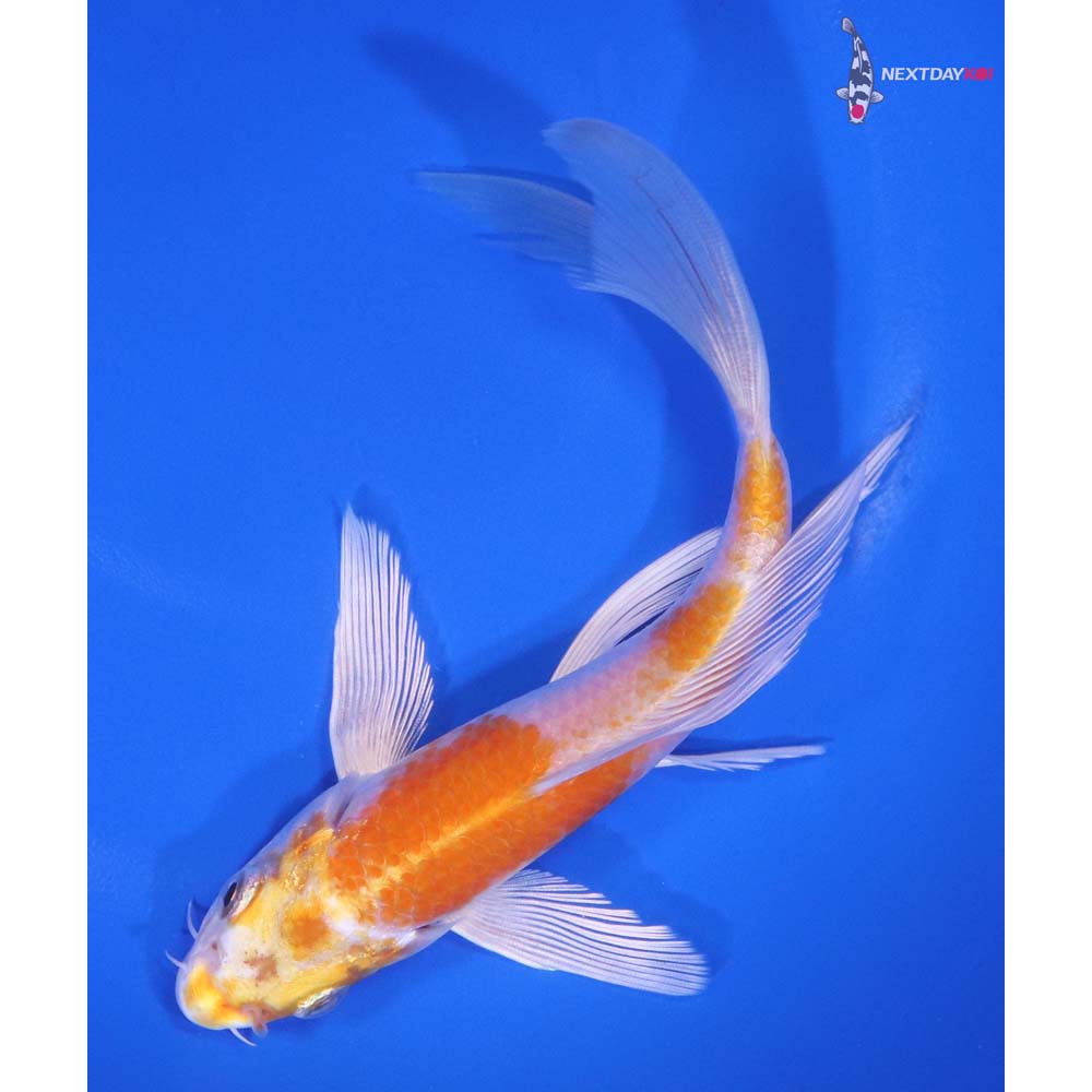 6” Imported Hariwake Butterfly Koi