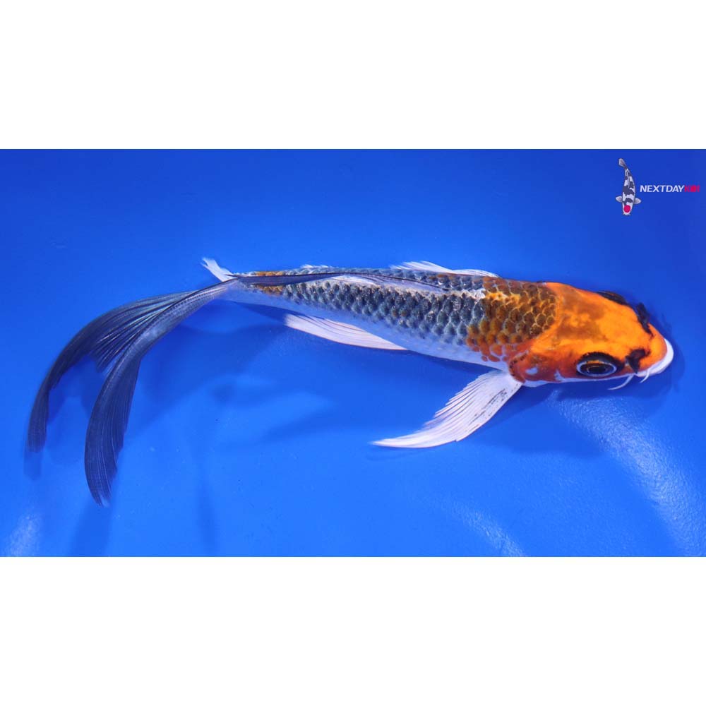 6.5” Imported Kujaku Butterfly Koi