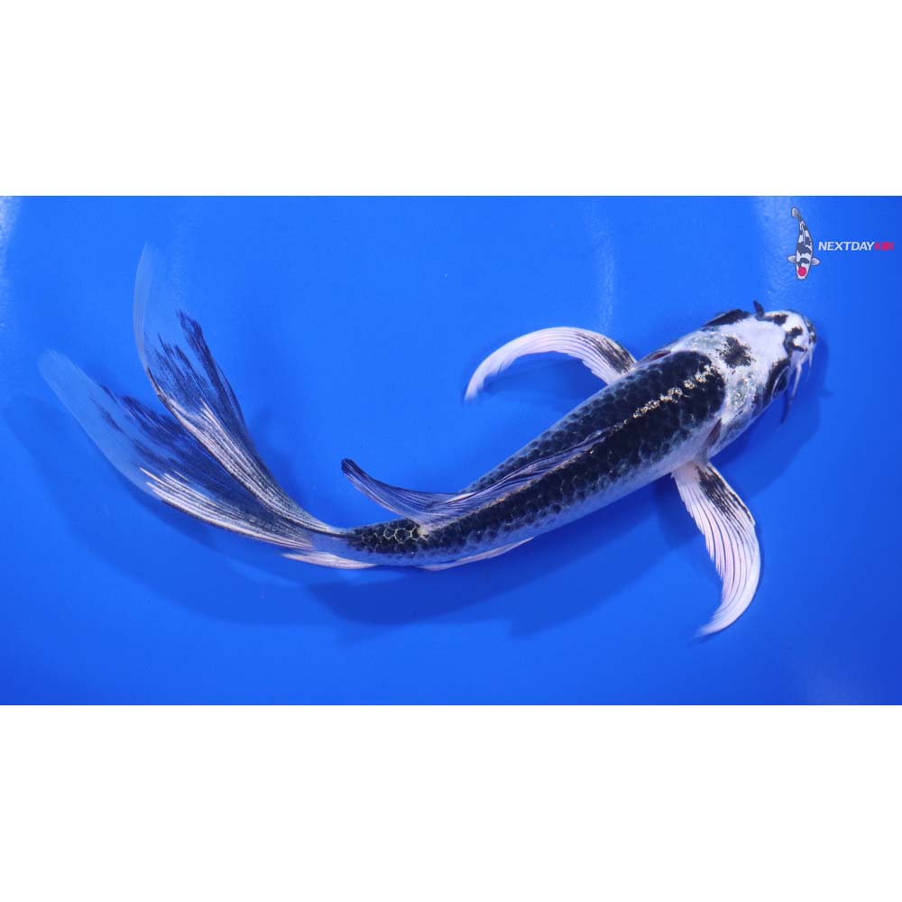 6.5” Imported Gin Matsuba Butterfly Koi