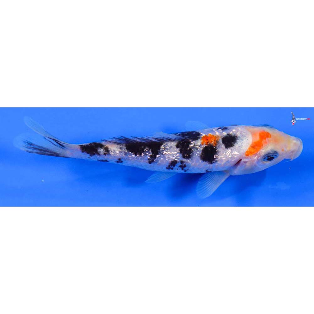 5” Imported Gin Rin Sanke