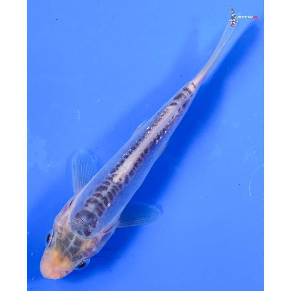 SHU様 確認用　5.8 catfish SHU様 確認用 5.8 catfish