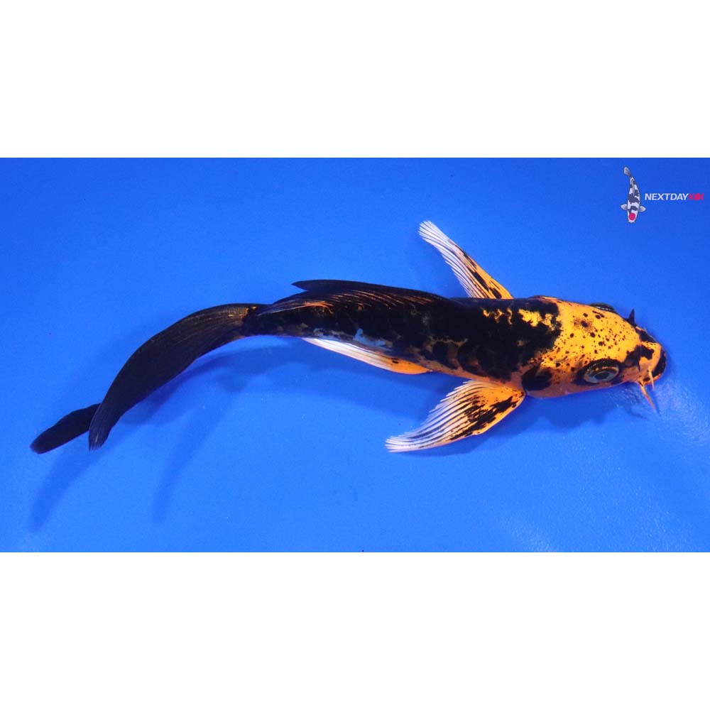 5” Imported Kin Kikokuryu Butterfly Koi