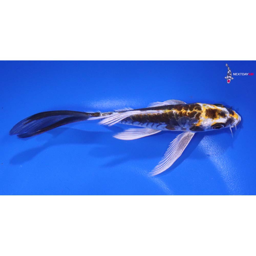 5.5” Imported Kin Kikokuryu Butterfly Koi