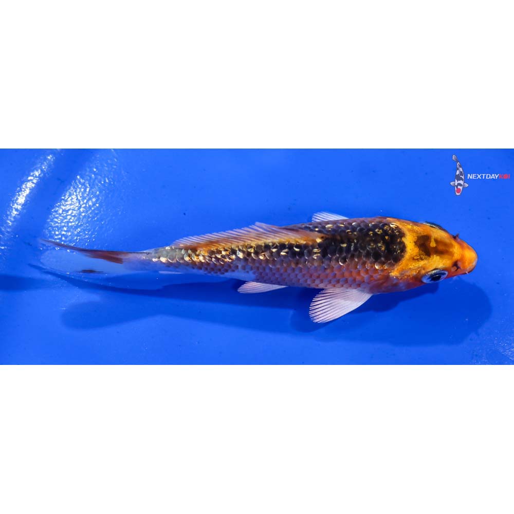 4” Imported Gin Rin Kujaku