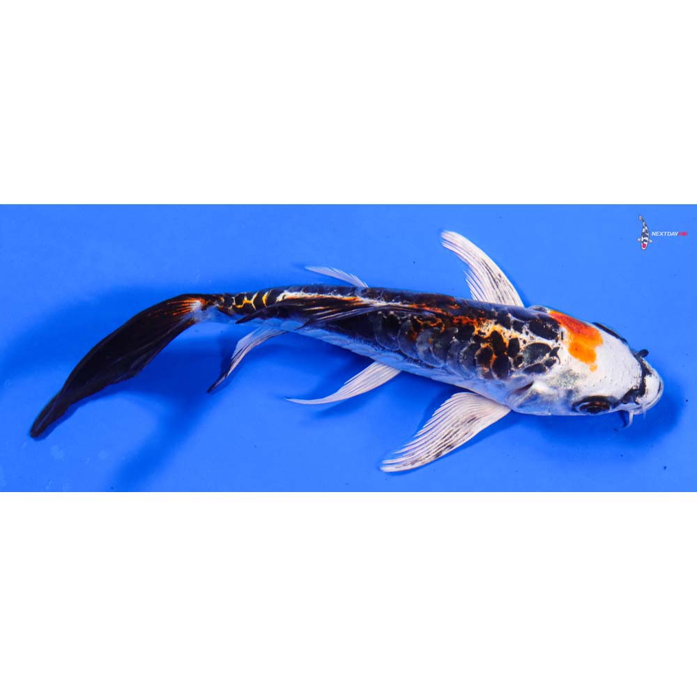 5” Imported Armor Scaled Kujaku Butterfly Koi