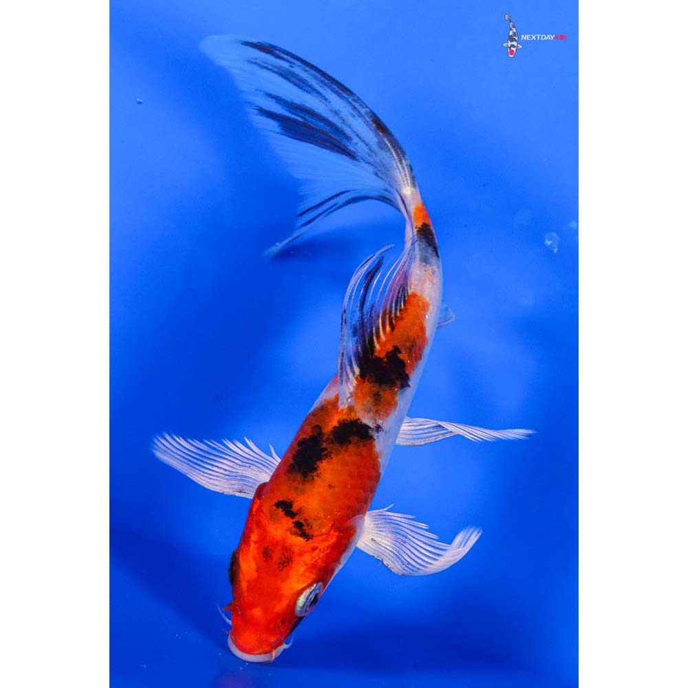 5.5” Imported Yamato Nishiki Butterfly Koi