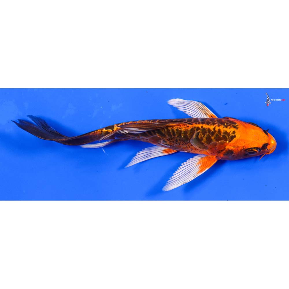 5” Imported Armor Scaled Orenji Matsuba Butterfly Koi