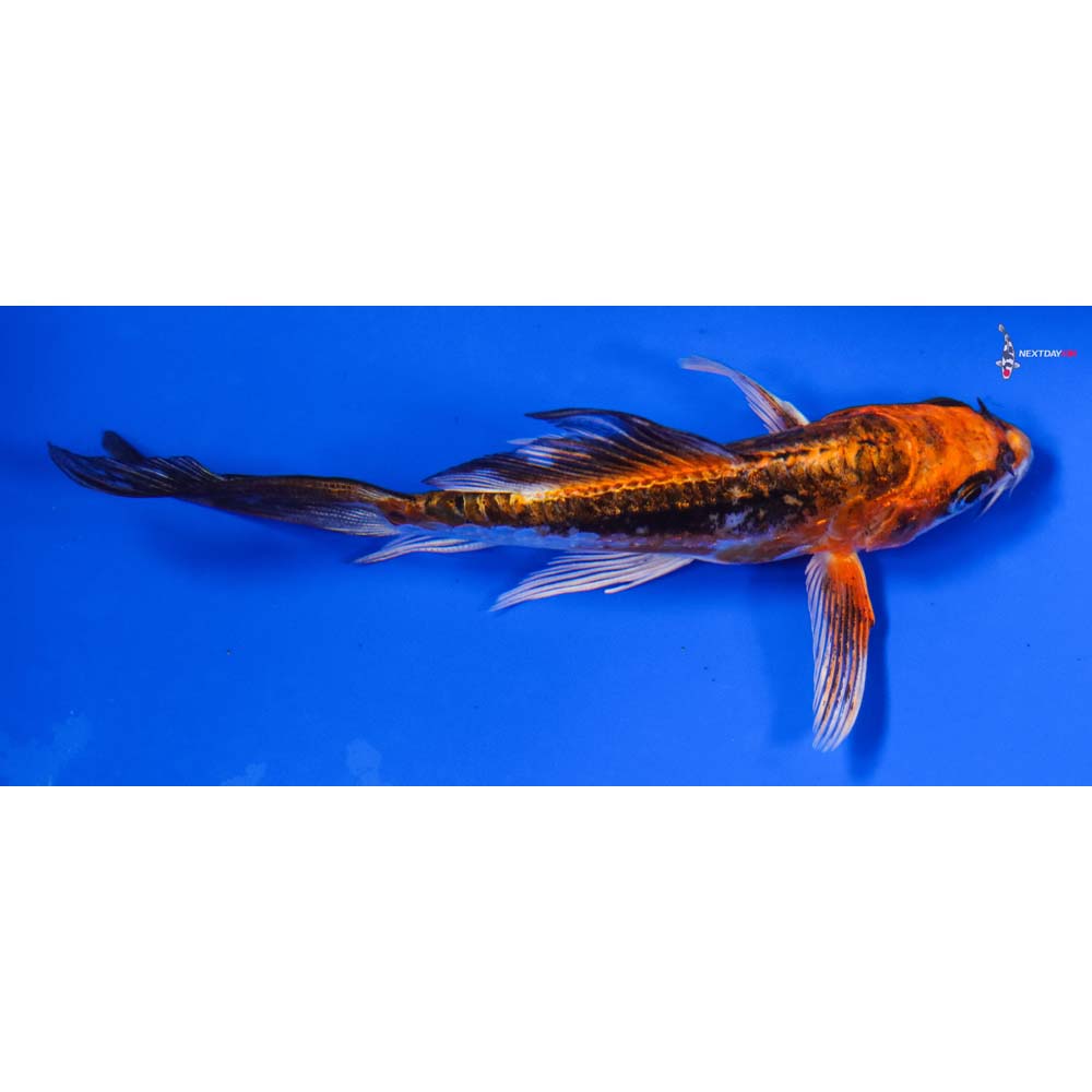 4.5” Imported Kin Kikokuryu Butterfly Koi