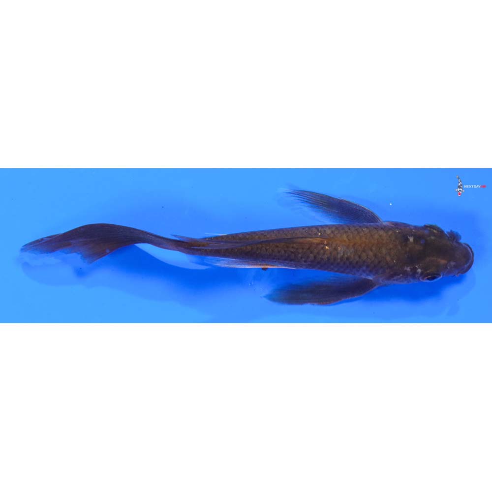 5.5” Imported Gin Rin Chagoi Butterfly Koi