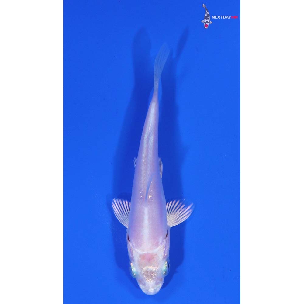 3” Imported Doitsu Platinum Ogon