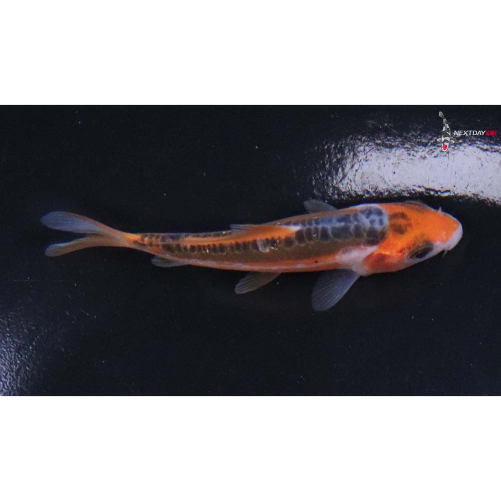 3” Imported Hana Shusui