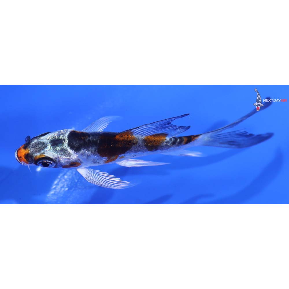 3.5” Imported Kin Kikokuryu Butterfly Koi
