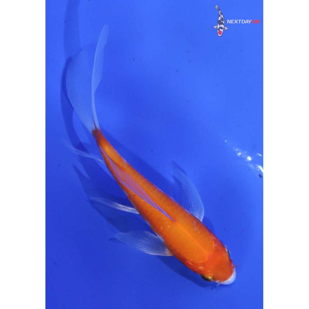 3.5” Imported Kohaku Butterfly Koi