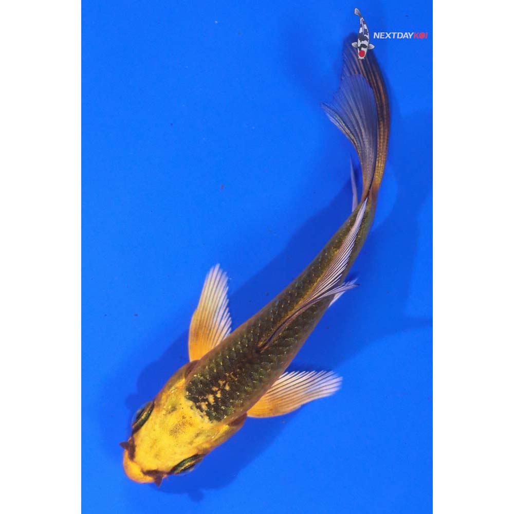 3.5” Imported Ki Matsuba Butterfly Koi