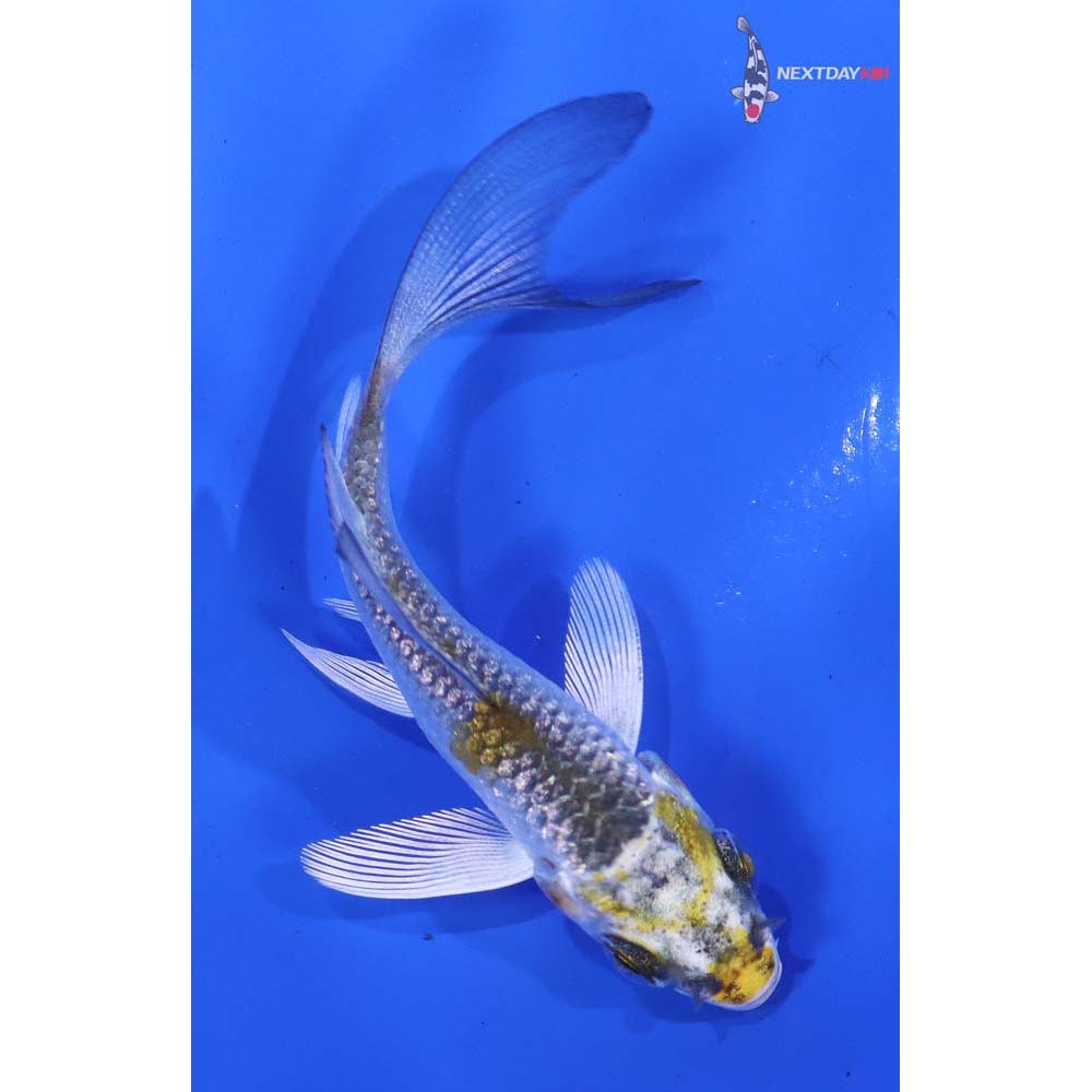 3” Imported Gin Rin Kujaku Butterfly Koi