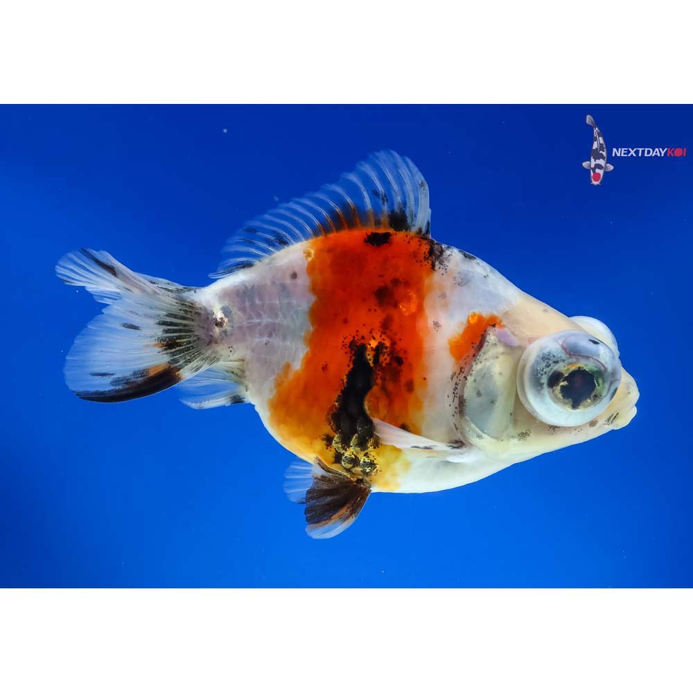 4.5” Imported Calico Telescope Fantail