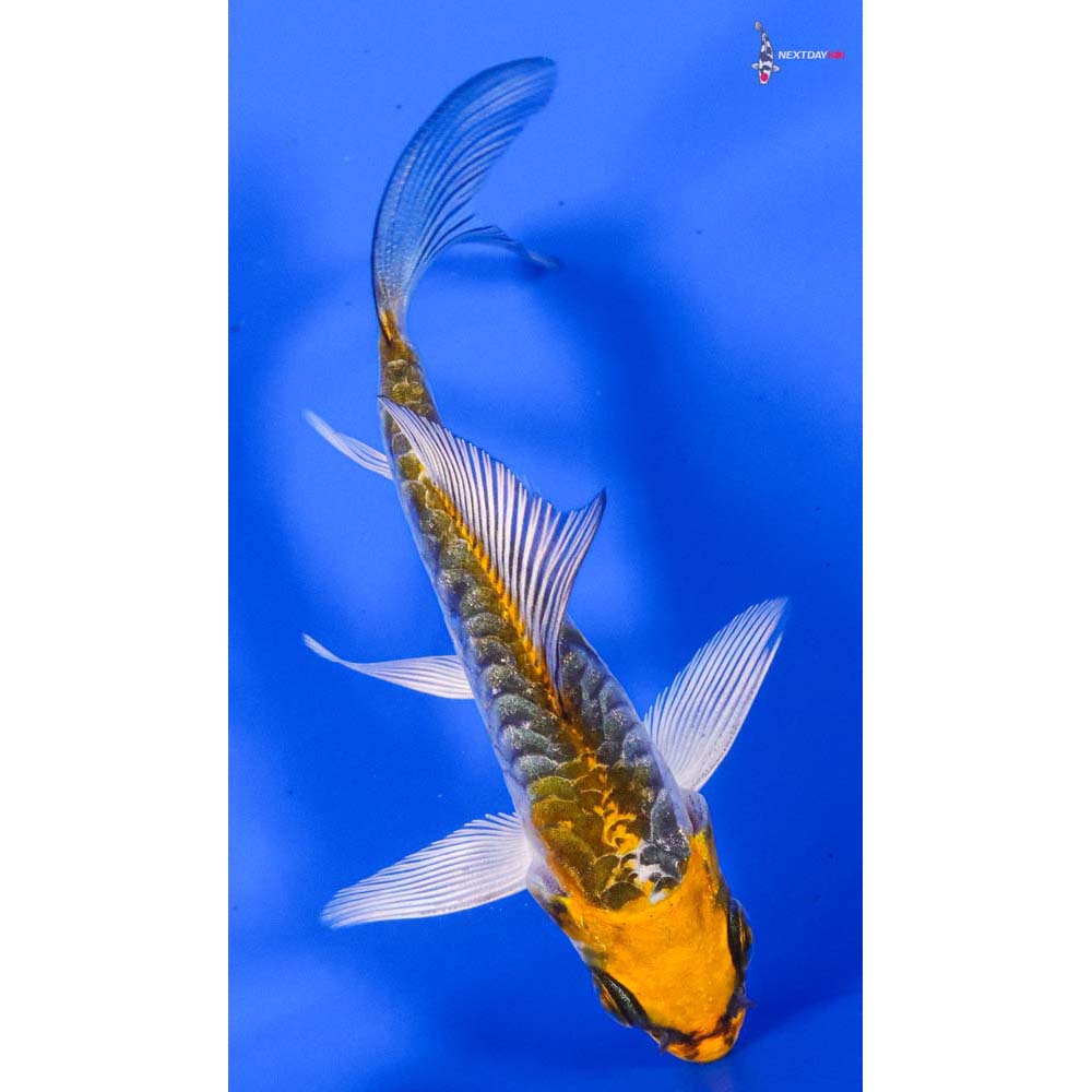 3.5” Imported Armor Scaled Kujaku Butterfly Koi