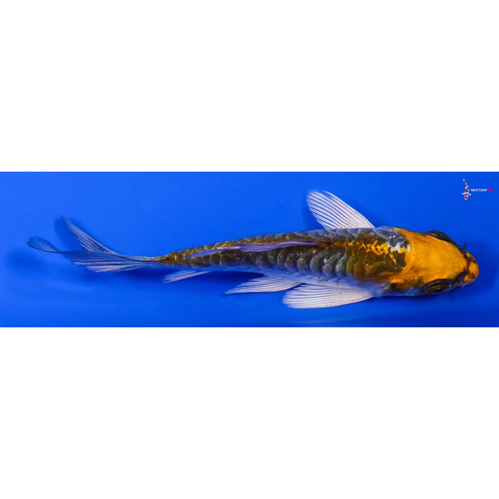 3.5” Imported Armor Scaled Kujaku Butterfly Koi