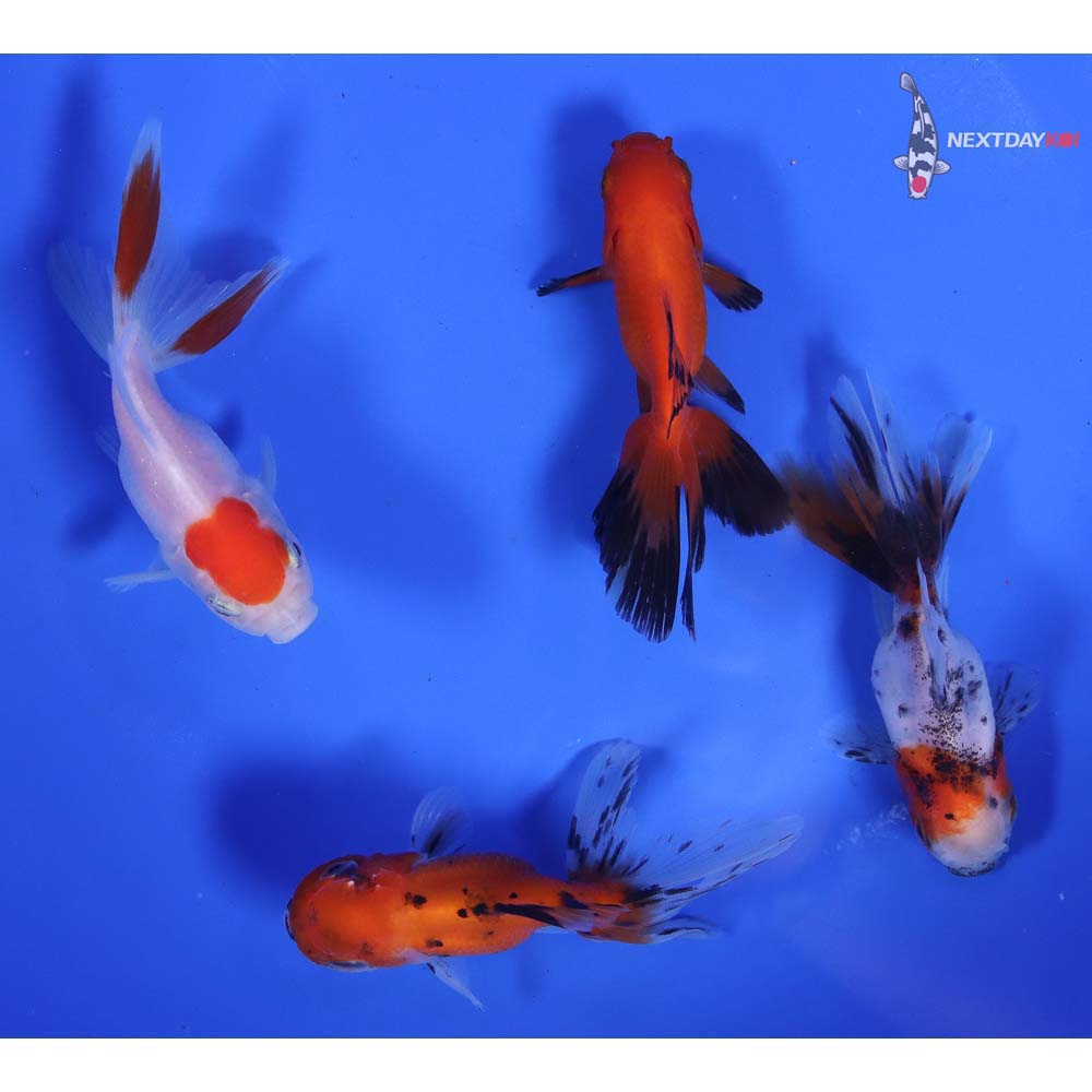 Lot of (4) 2-2.5” Imported Assorted Oranda