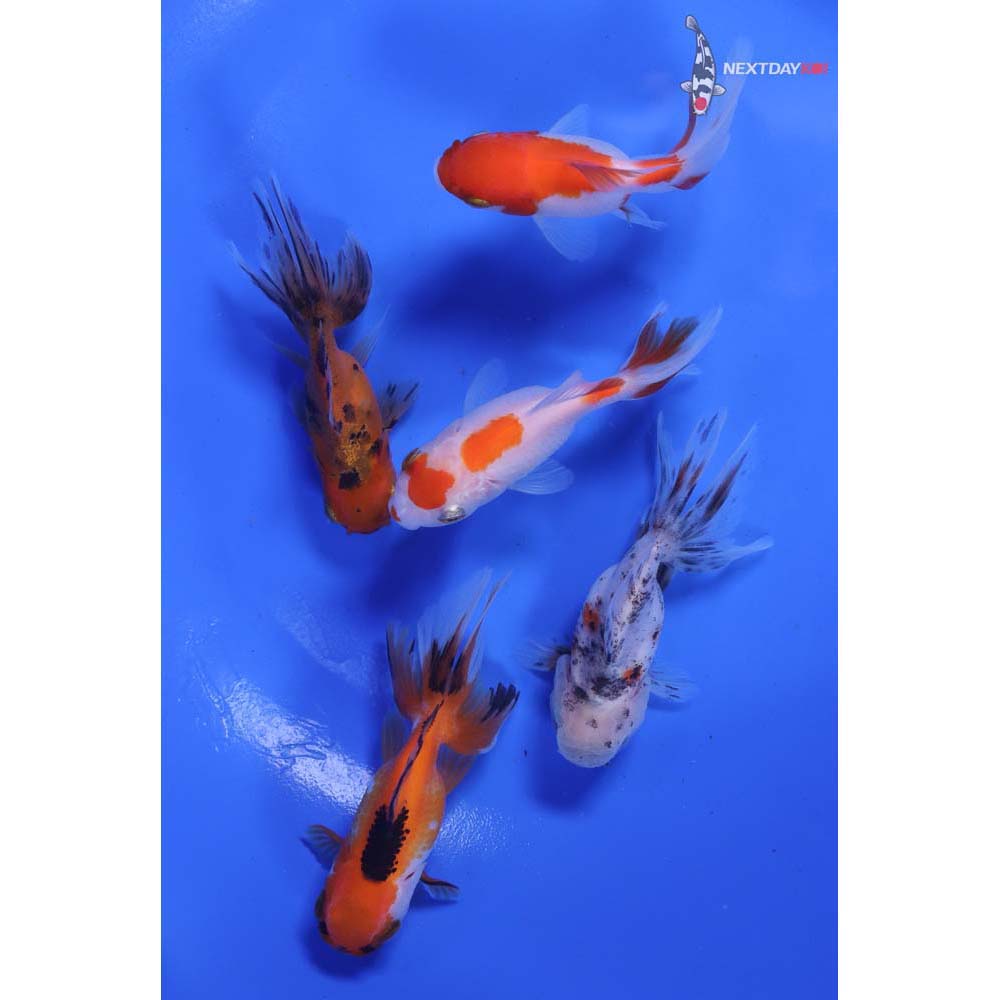 Lot of (5) 2-2.5” Imported Assorted Oranda