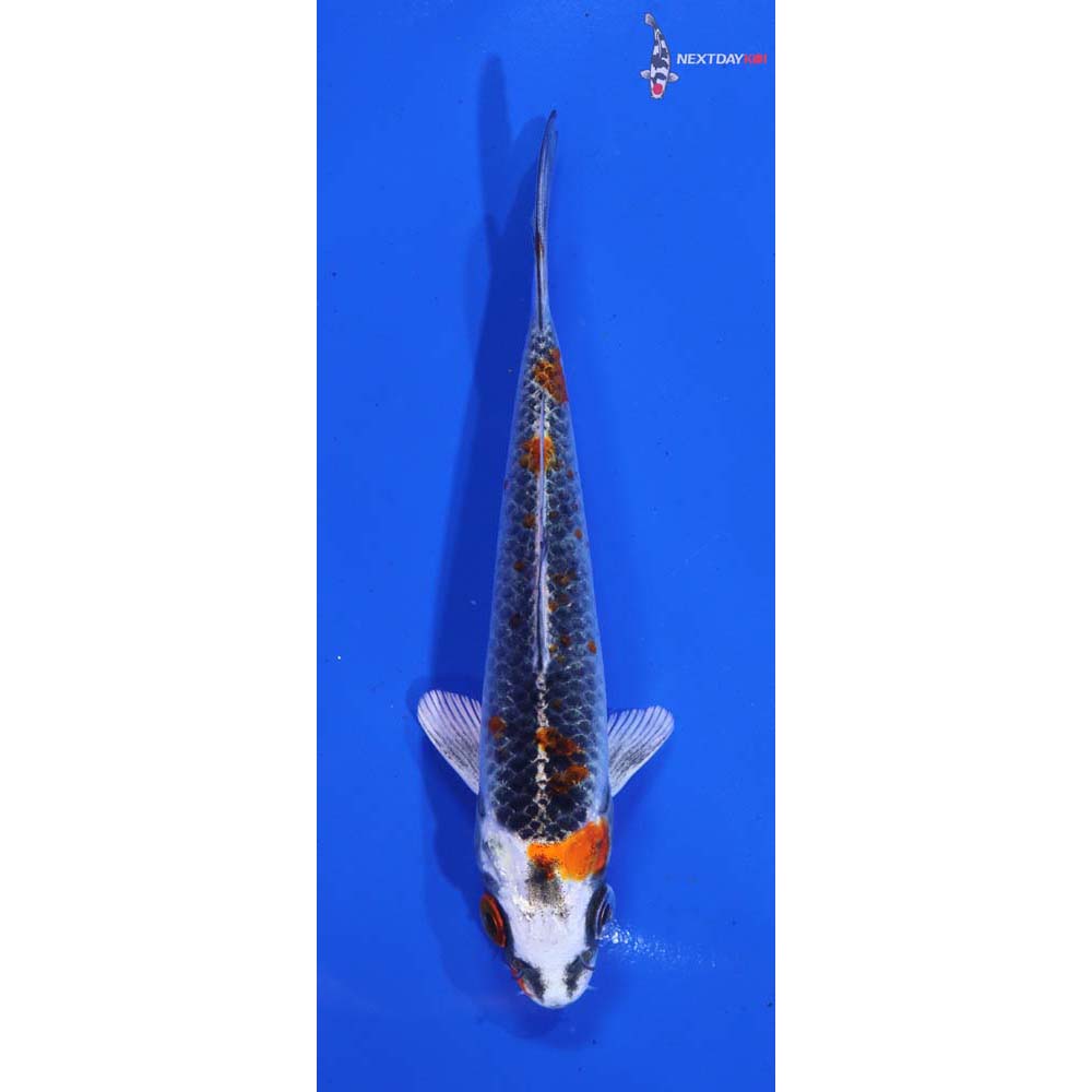 4.5” Imported Kujaku