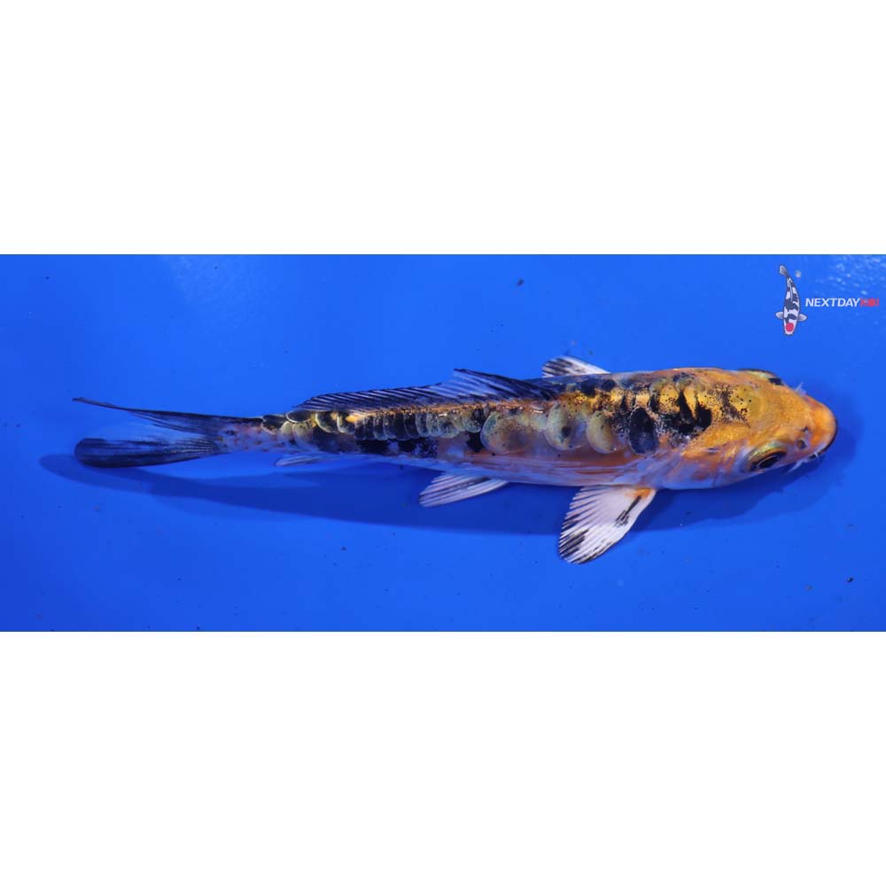 4.5” Imported Doitsu Kujaku