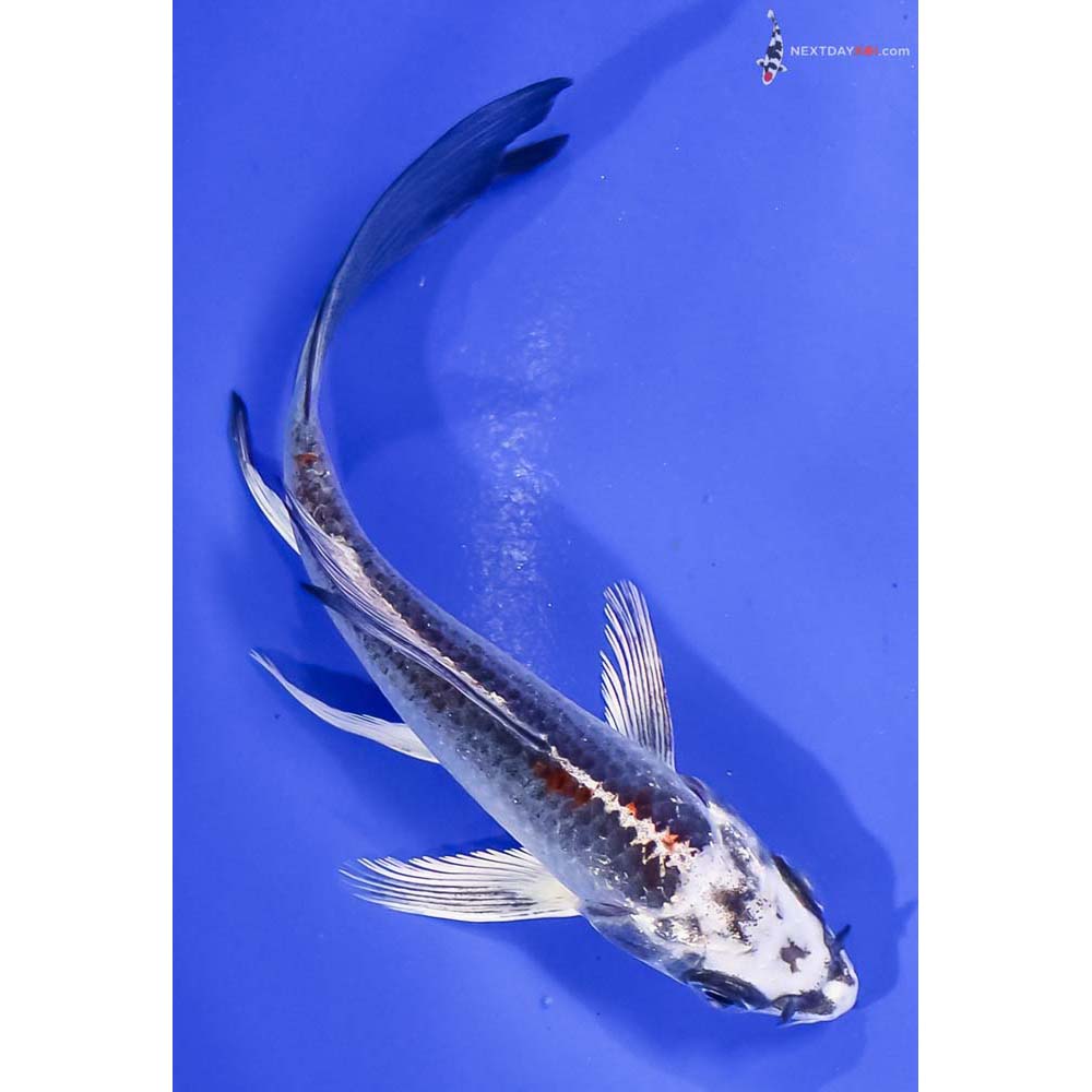 5” Imported Kujaku Butterfly Koi