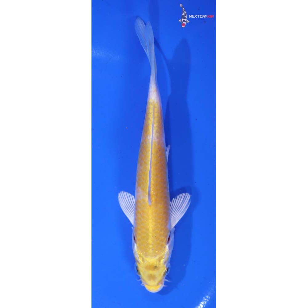 5.5” Imported Lemon Hariwake