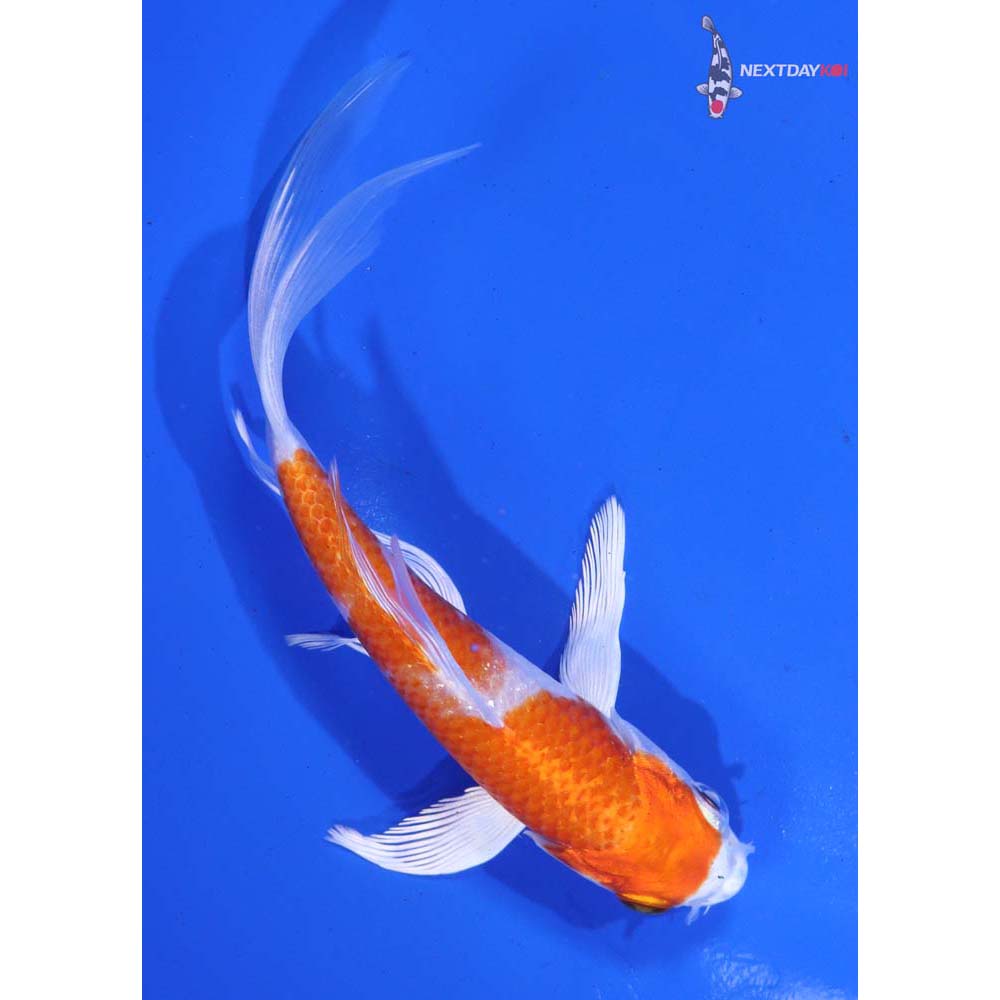 5.5” Imported Hariwake Butterfly Koi