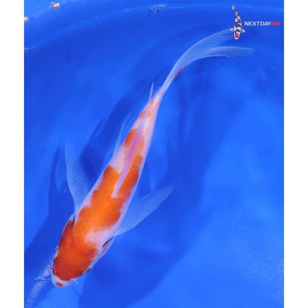 5.5” Imported Kohaku Butterfly Koi