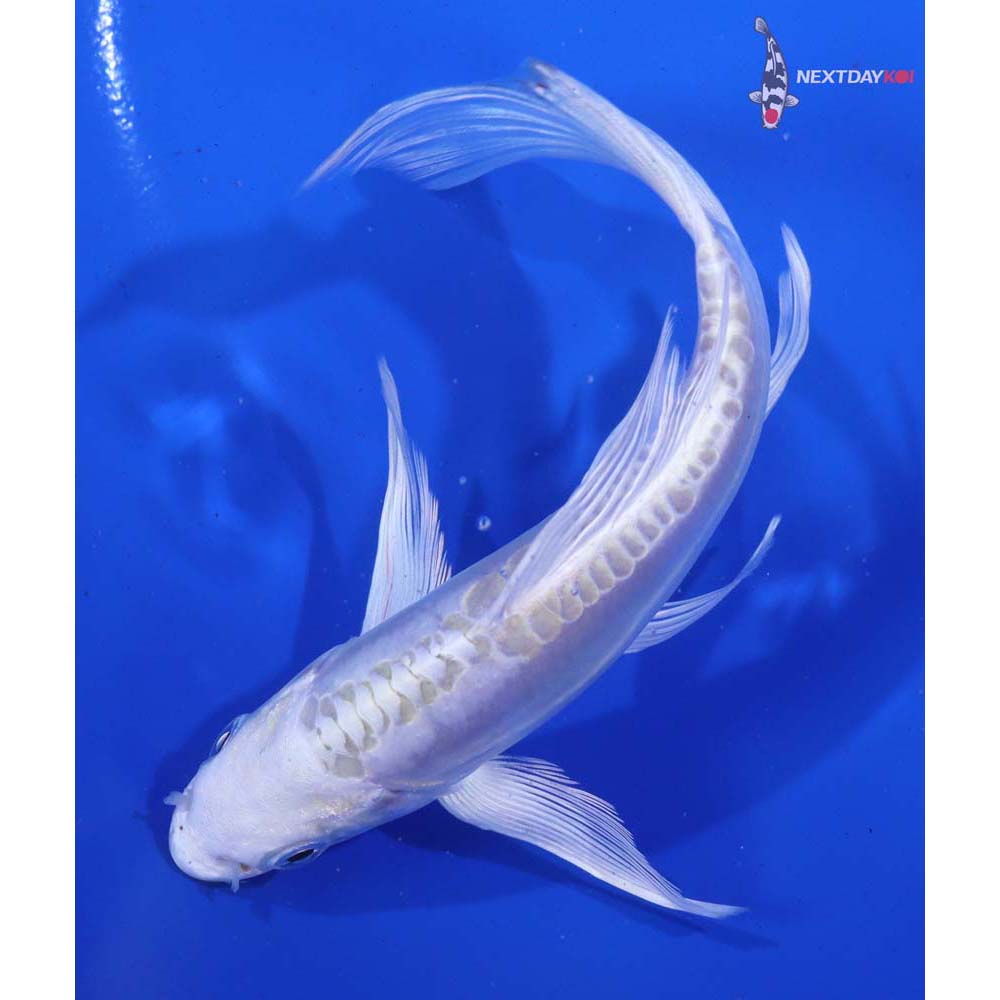 6.5” Imported Doitsu Platinum Ogon Butterfly Koi
