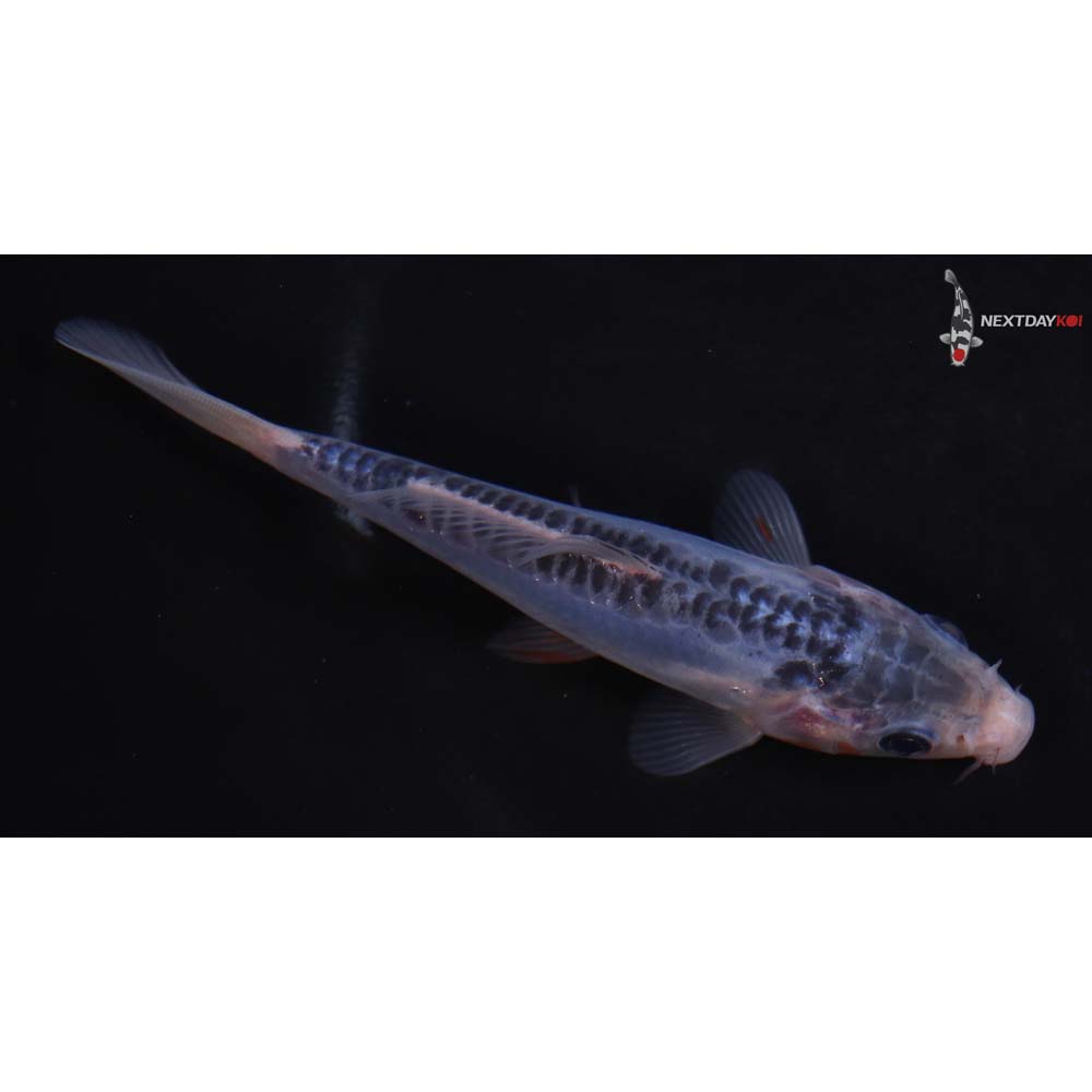 4.5” Imported Shusui