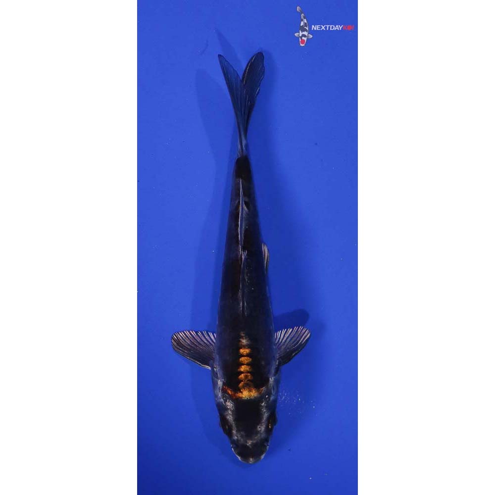 5” Imported Kin Kikokuryu