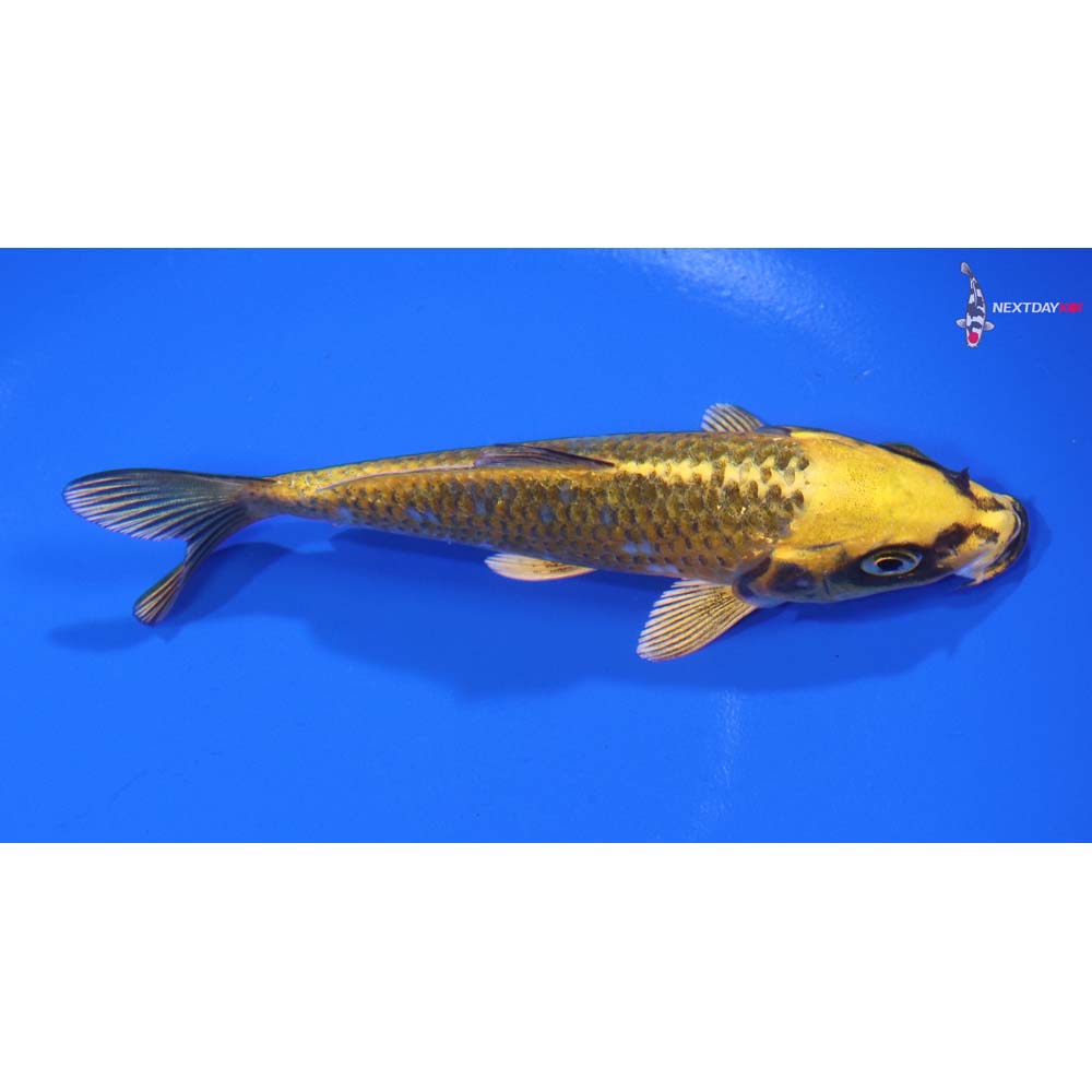 5” Imported Ki Matsuba