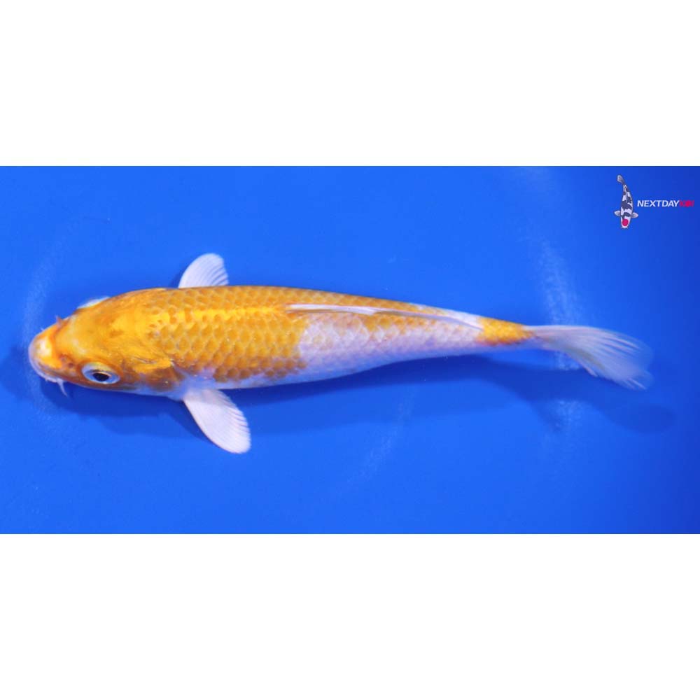 5” Imported Lemon Hariwake