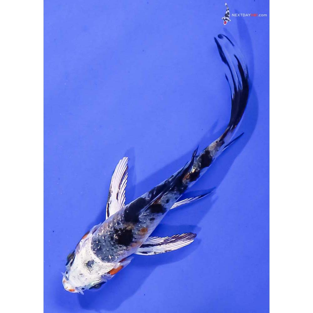 3” Imported Yamato Nishiki Butterfly Koi