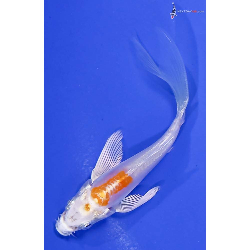 3.5” Imported Kikusui Butterfly Koi
