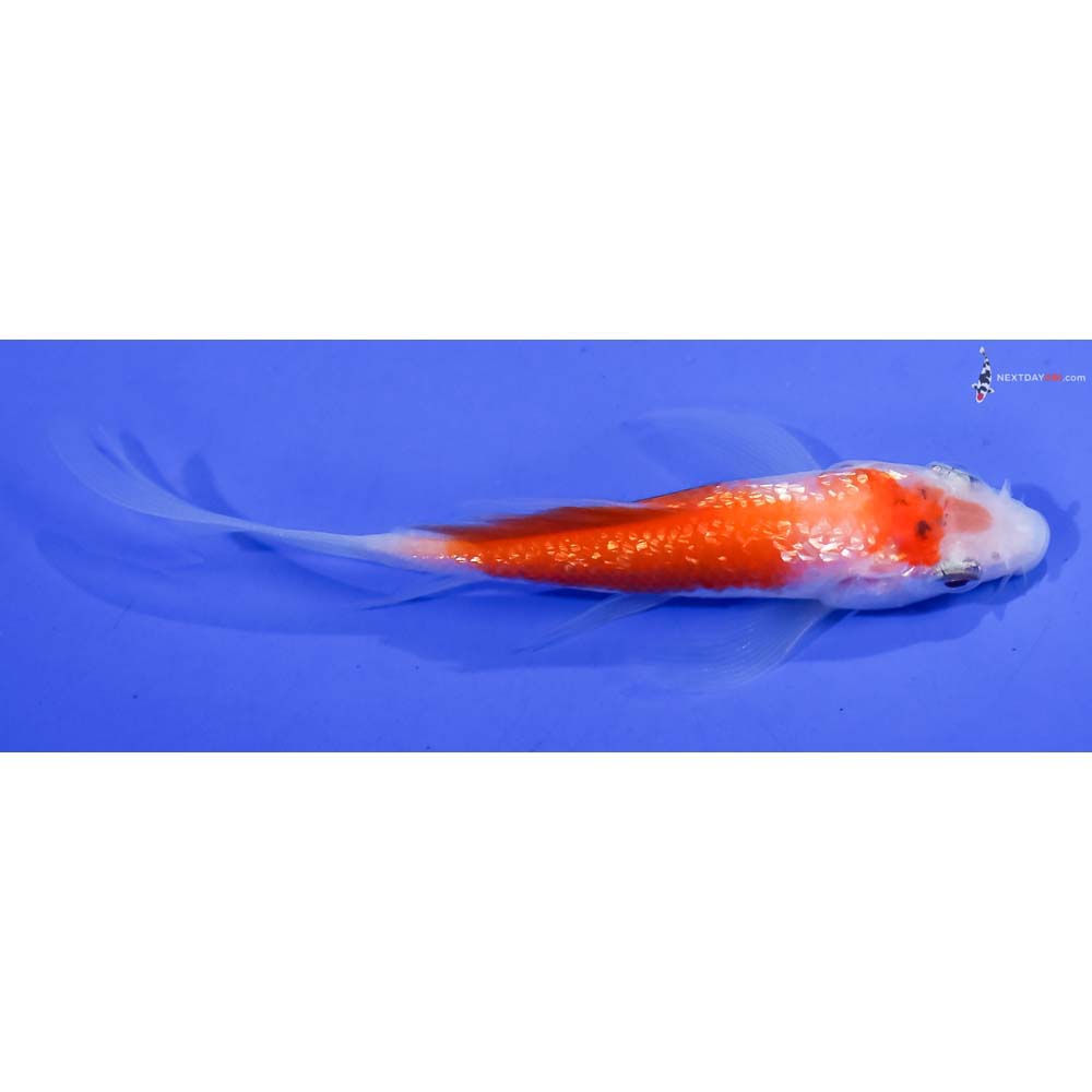 3.5” Imported Gin Rin Kohaku Butterfly Koi