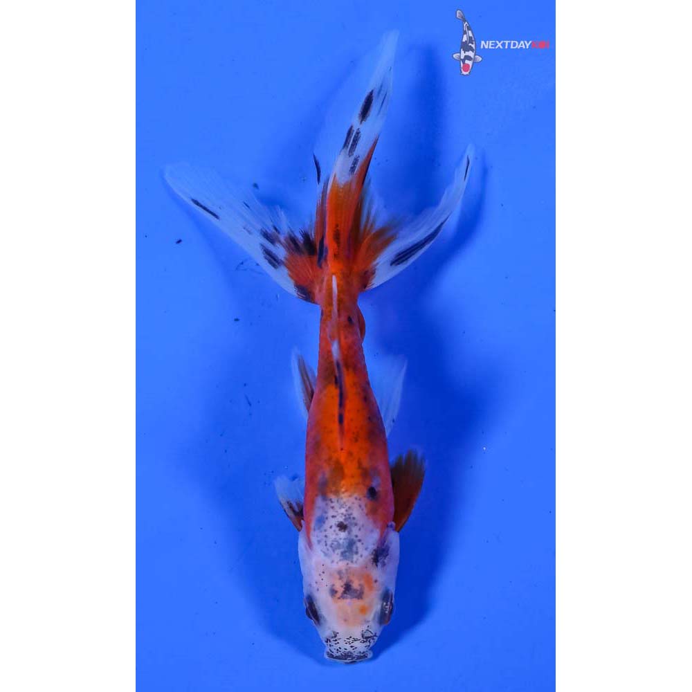 3.5” Imported Calico Wakin