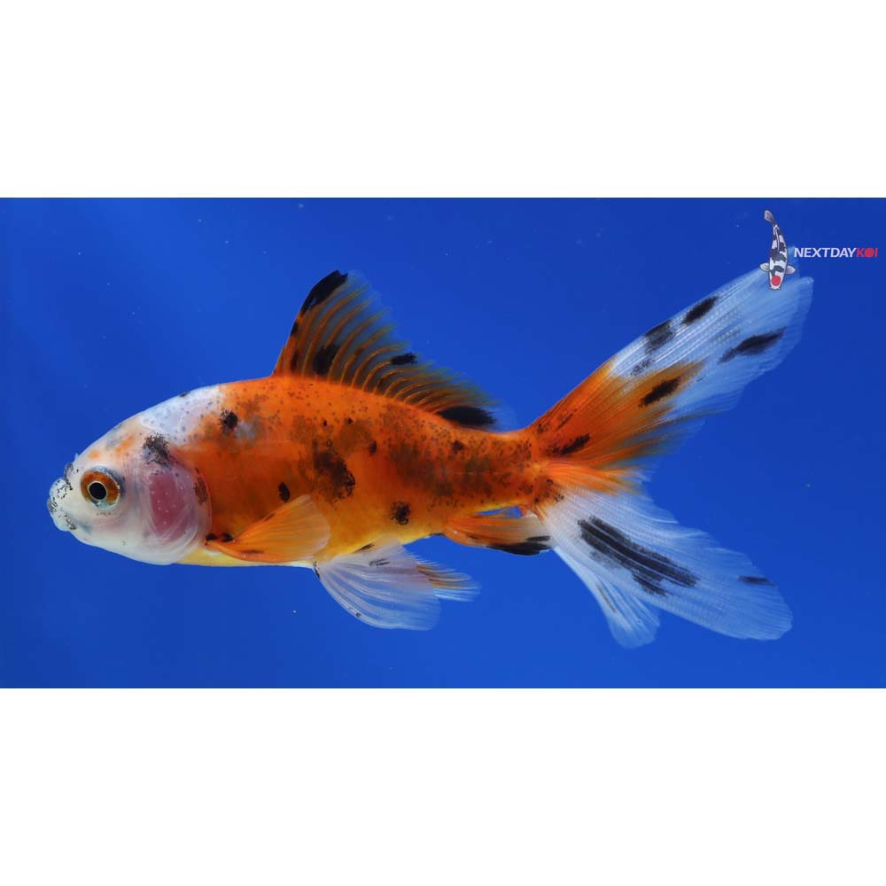3.5” Imported Calico Wakin