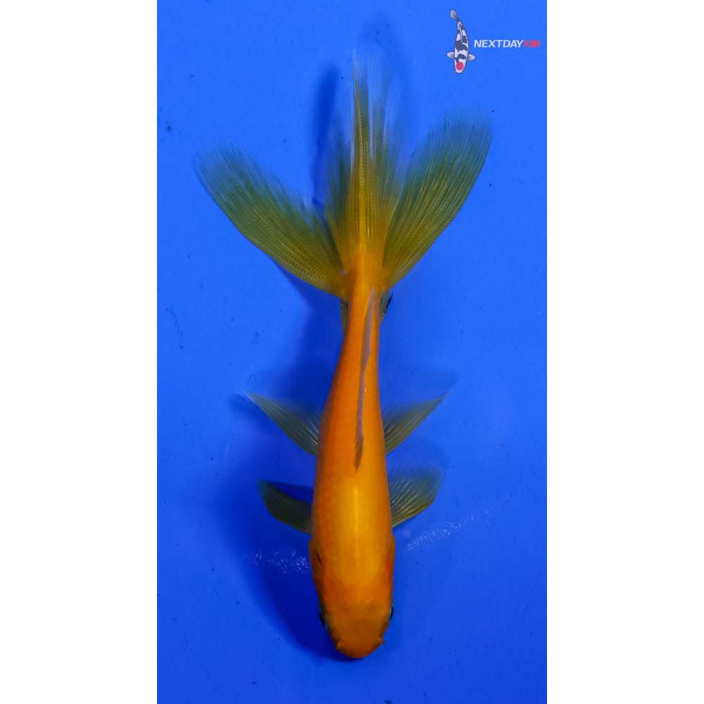 3.5” Imported Yellow Wakin