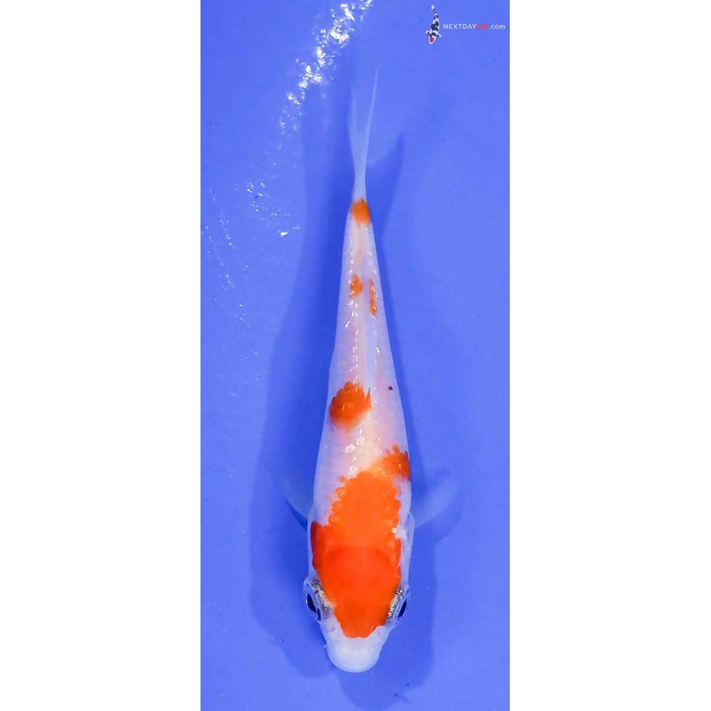 2.5” Imported Gin Rin Kohaku