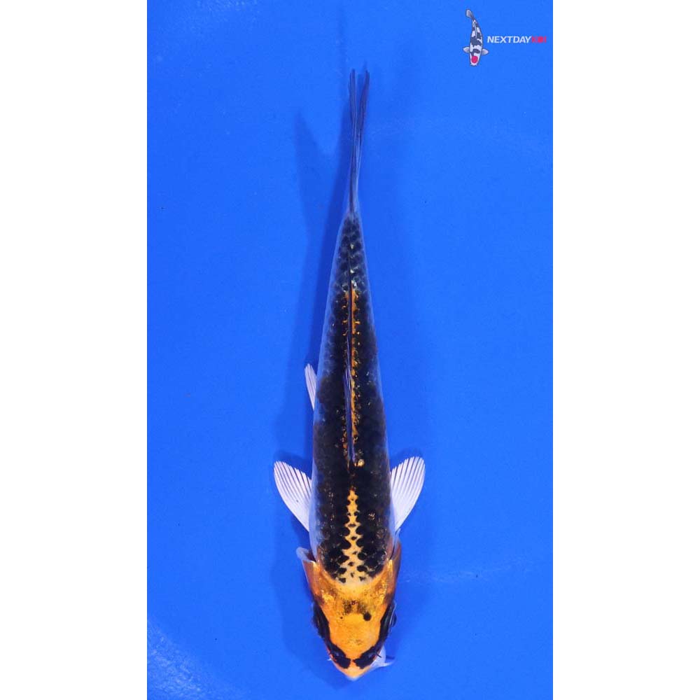 4” Imported Kujaku